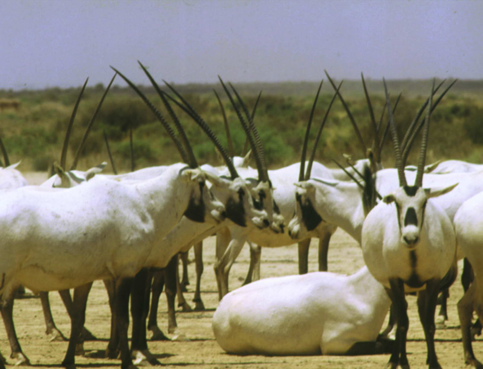 jordan nature reserves shuamari 13 20170502 1893127234